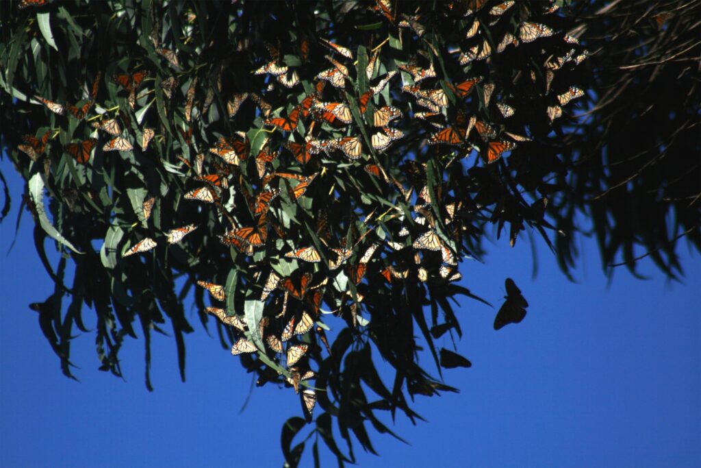 Many monarch butterflies cluster on the leaves of a tree against a bright blue sky.