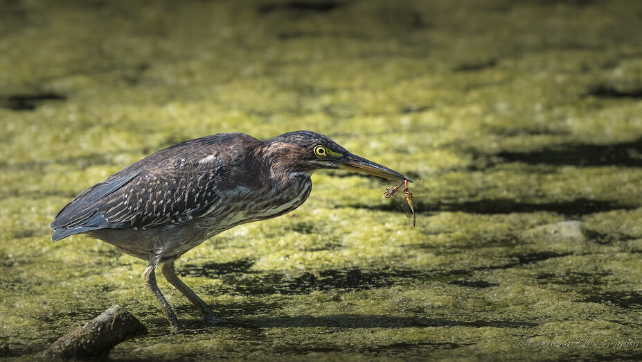 Green Heron standing on moss-covered water holding insects in beak