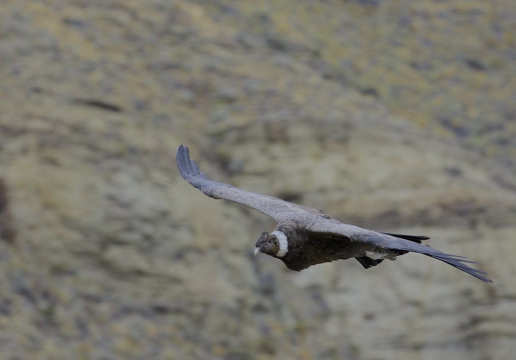 An Andean condor flies over rocky terrain.