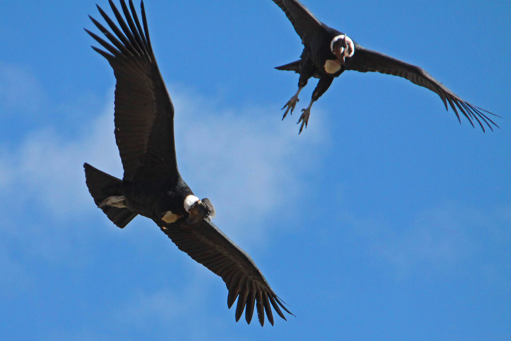 Two Andean condors fly against a clear blue sky.