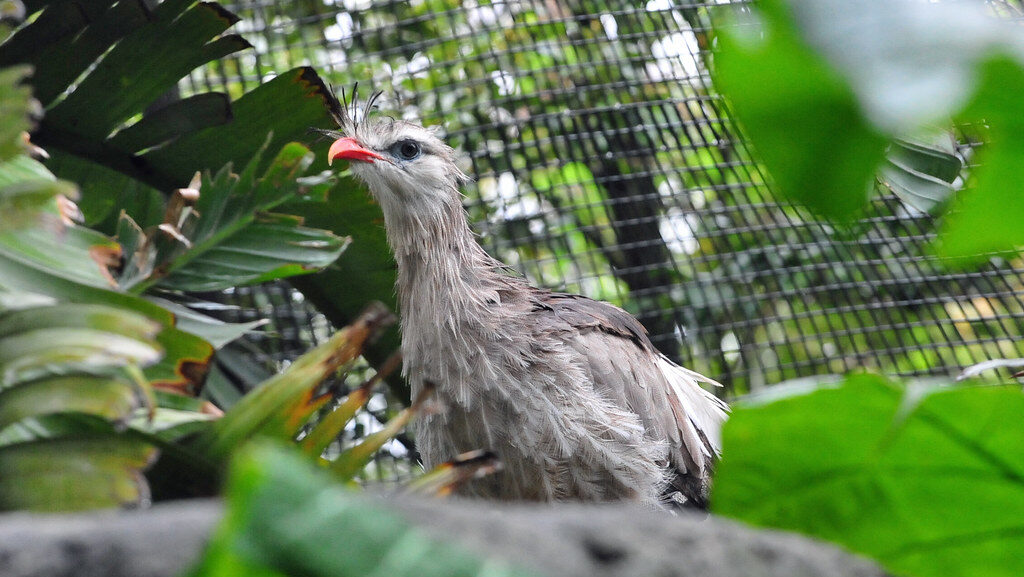 Red-Legged Seriema standing inside a fenced enclosure