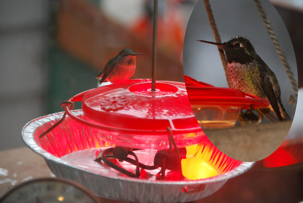 Homemade nectar feeder with a built-in heater