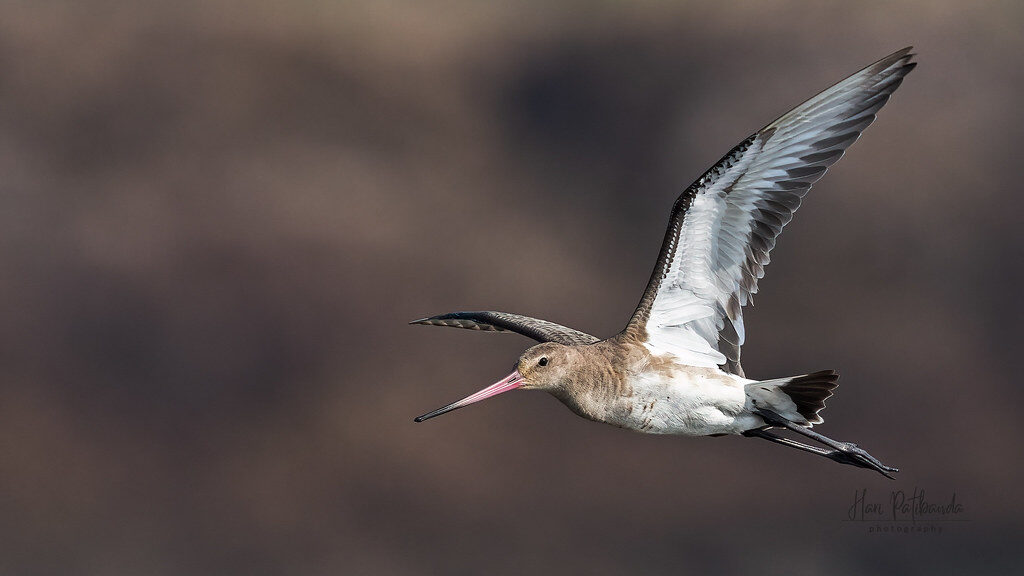 A Bar-tailed Godwit flying through the sky, captured mid-air during migration