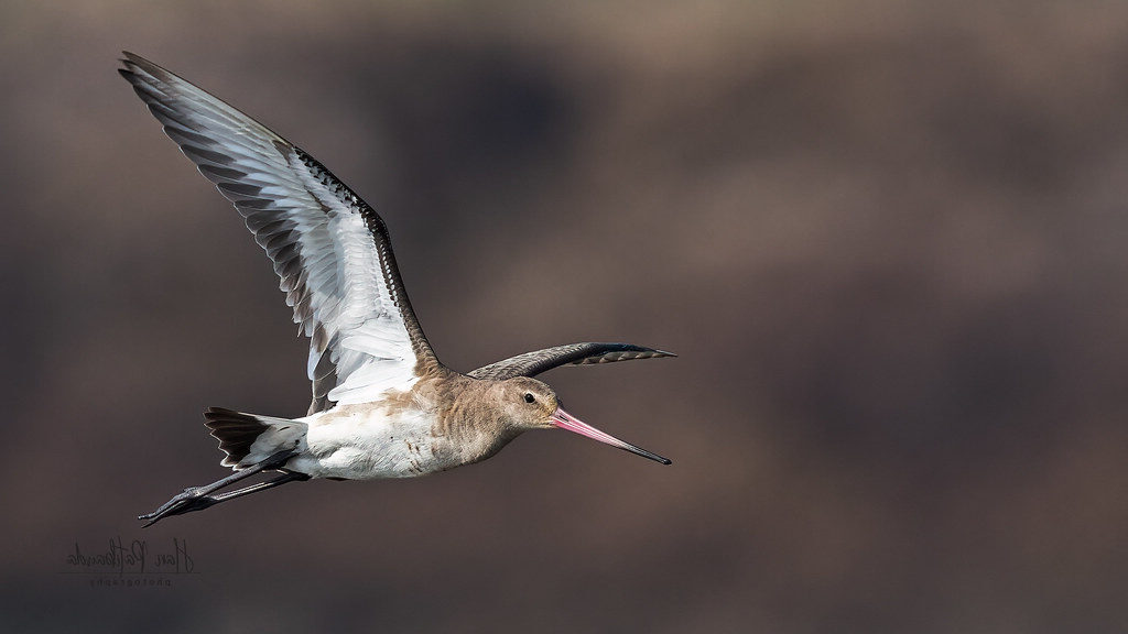 A Bar-tailed Godwit flying through the sky, captured mid-air during migration