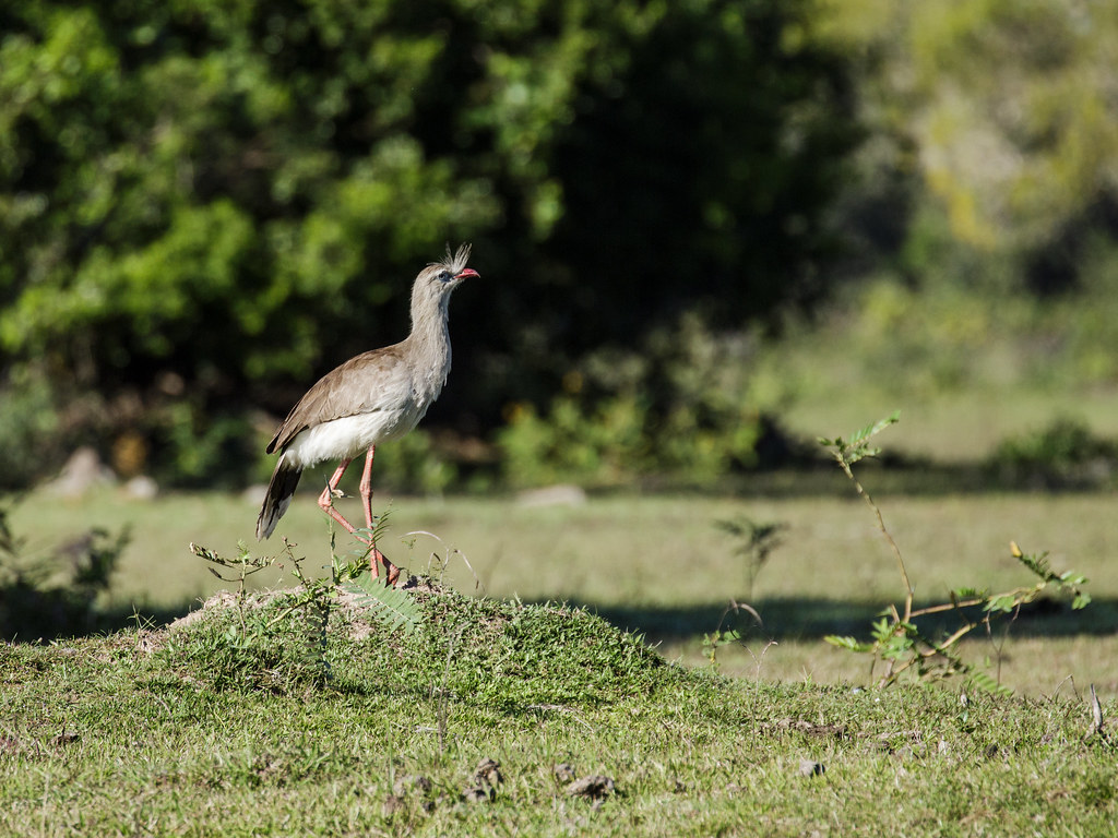 Red-Legged Seriema perched on a grassy rock.