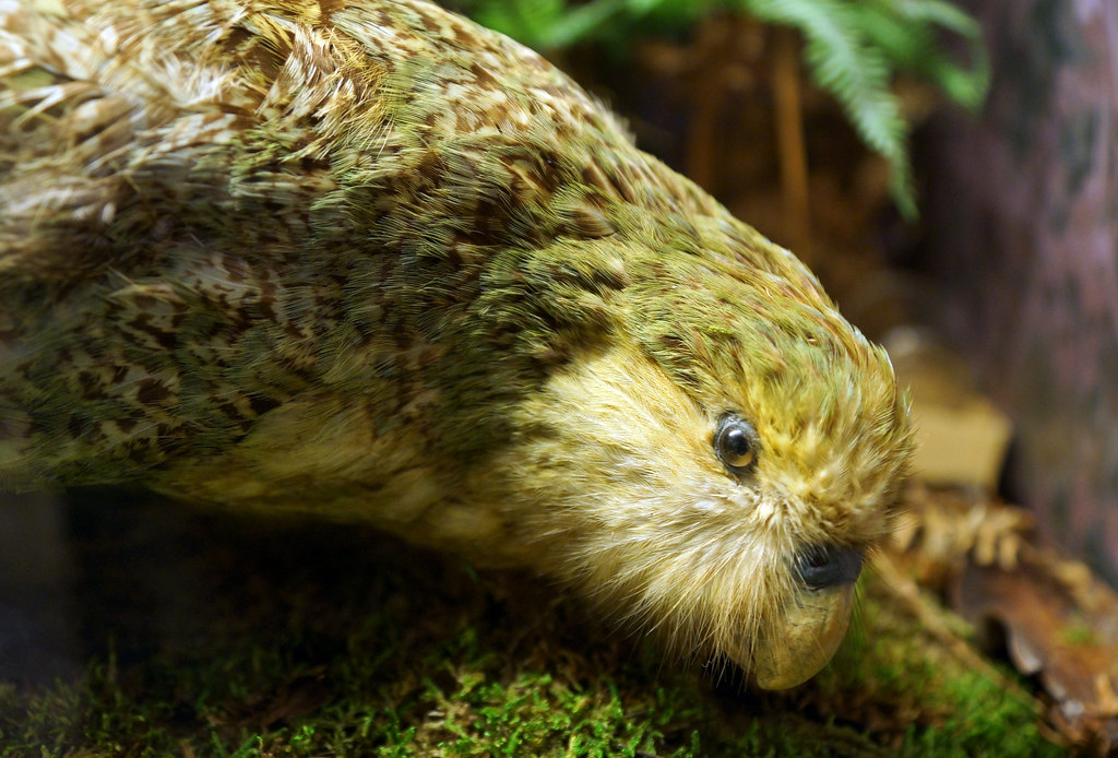 A Kākāpō is shown with its distinctive greenish-yellow plumage.