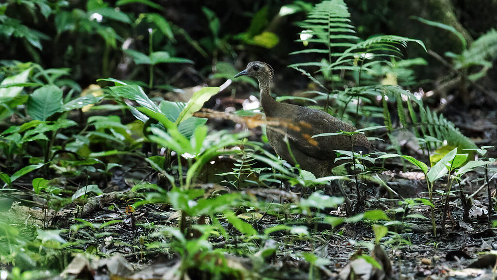 Great Tinamou on forest floor partially obscured by surrounding plants
