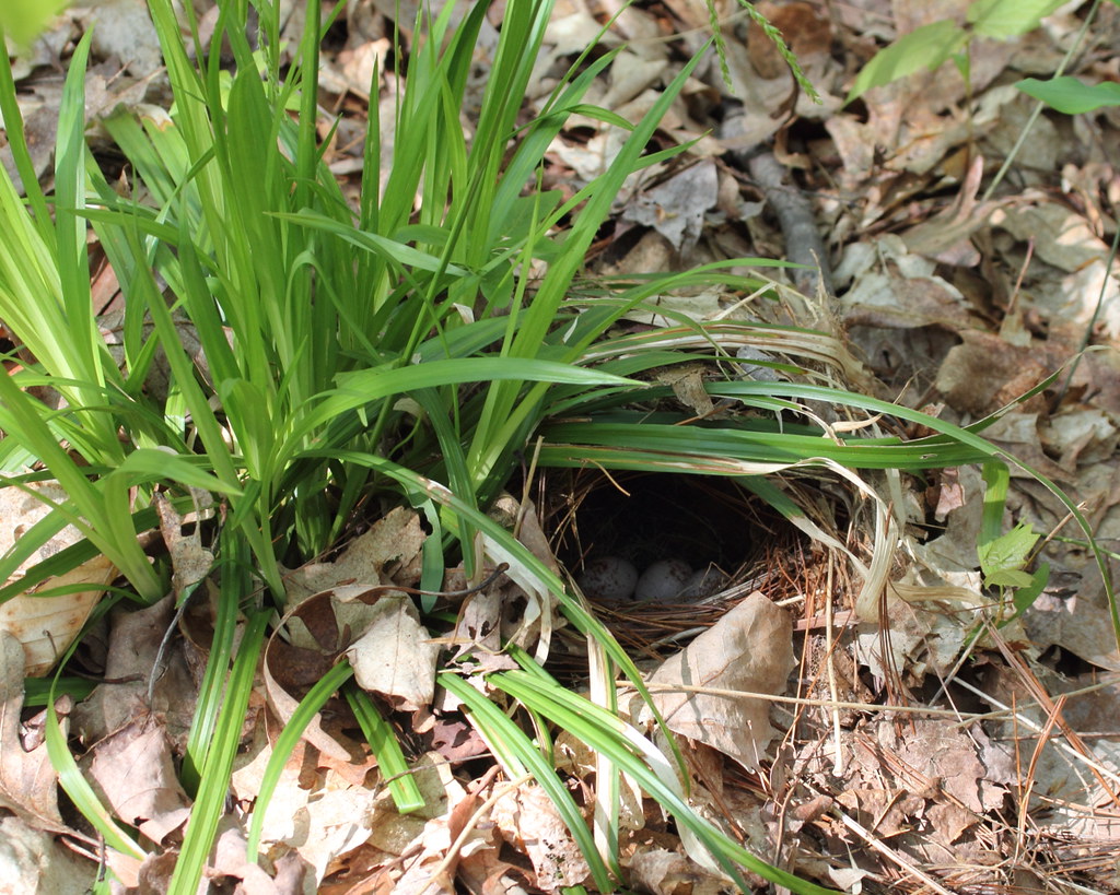 A nest with blue eggs sits among leaves and green grass.