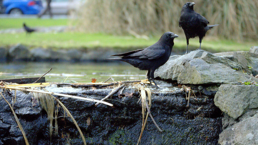 Crows perched on a water feature in a park