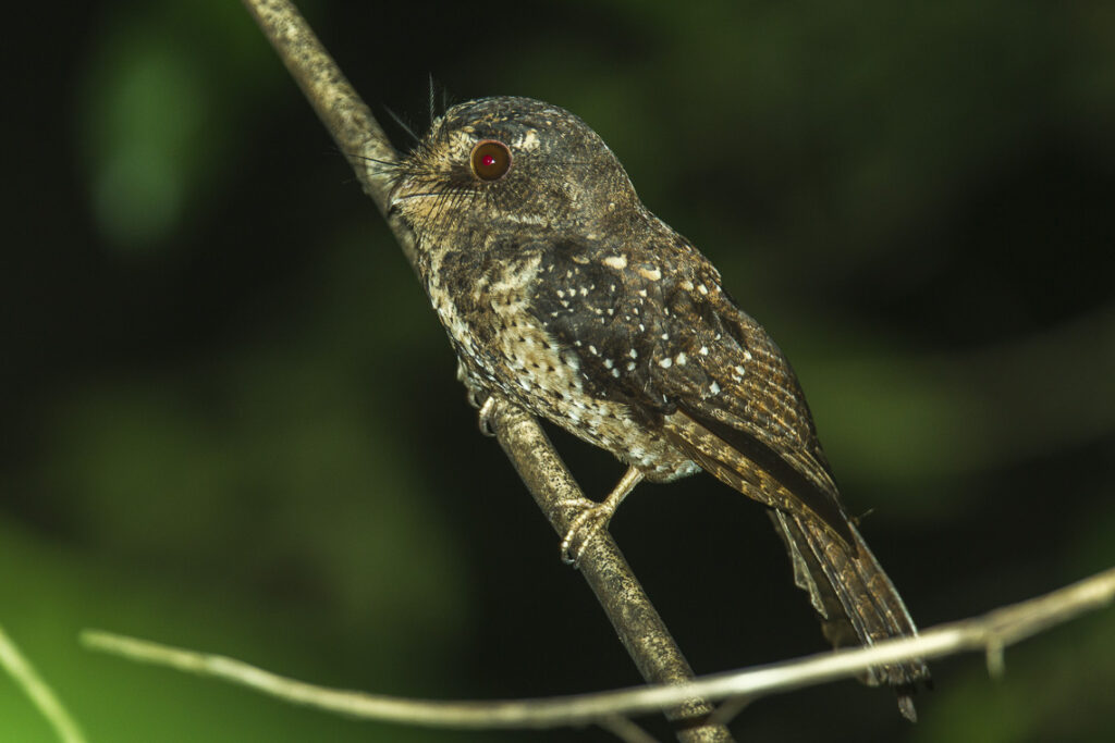 A Moluccan owlet-nightjar with mottled brown plumage perches on a twig.