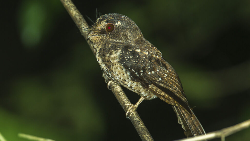 A Moluccan owlet-nightjar with mottled brown plumage perches on a twig.