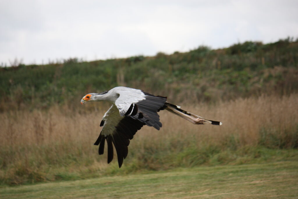A secretary bird with black and white feathers is flying over a grassy field.