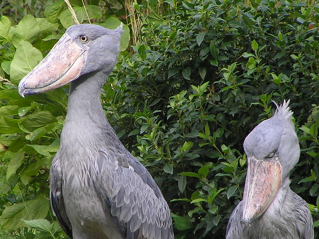 Two shoebills stand among green foliage; one looks left, the other looks down.