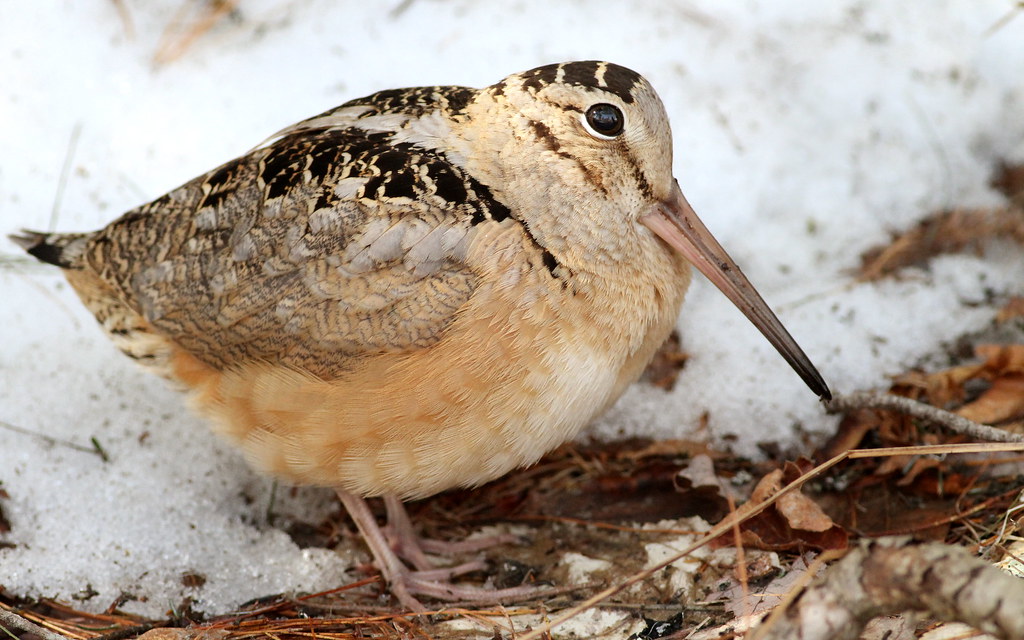 An American Woodcock stands on snow and fallen leaves.