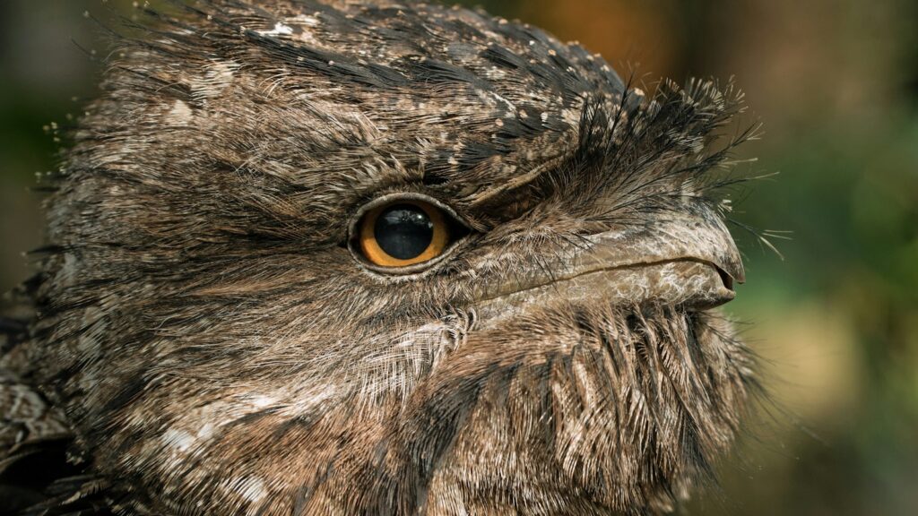 Close-up of a Tawny Frogmouth’s face