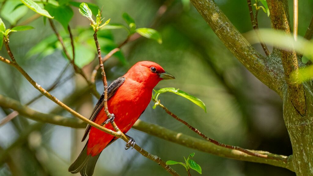 Scarlet Tanager perched on a tree branch beneath green foliage