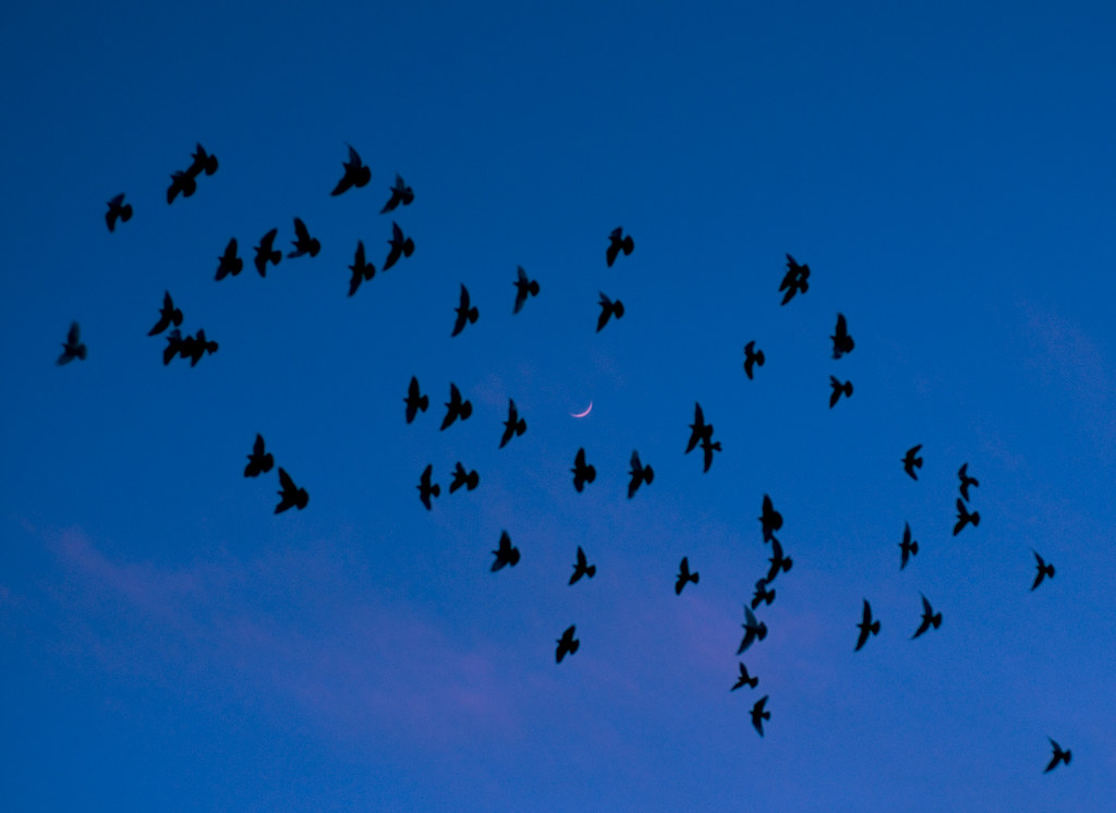 Birds fly in a blue evening sky with a crescent moon.