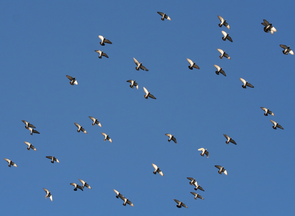 A flock of birds, including pelicans and pigeons, flies against a clear blue sky.