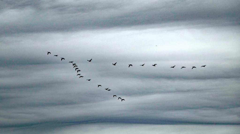 A flock of Canada geese flies in a V-formation against a cloudy sky.