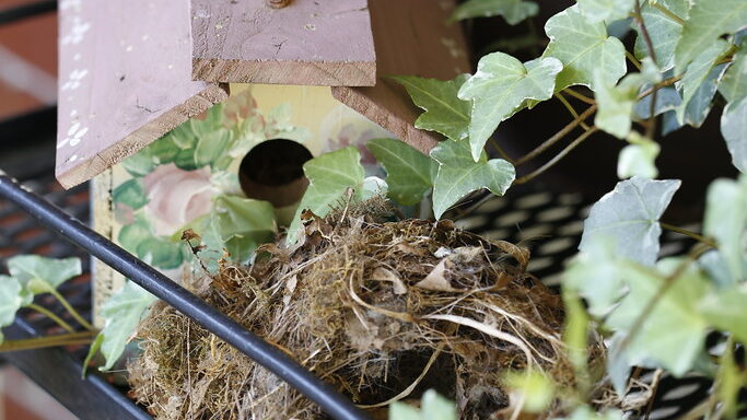 Wren nesting box and nest placed on a metal garden bed