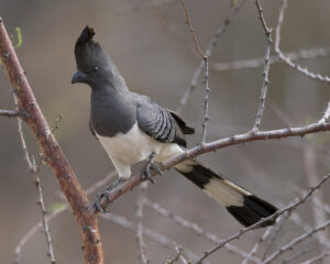 White-bellied go-away-bird perched on a branch.