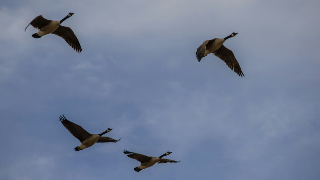 Four geese flying high in the sky silhouetted against a blue sky.