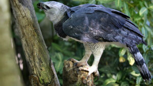 Harpy Eagle perched on a tree branch, head tilted sideways