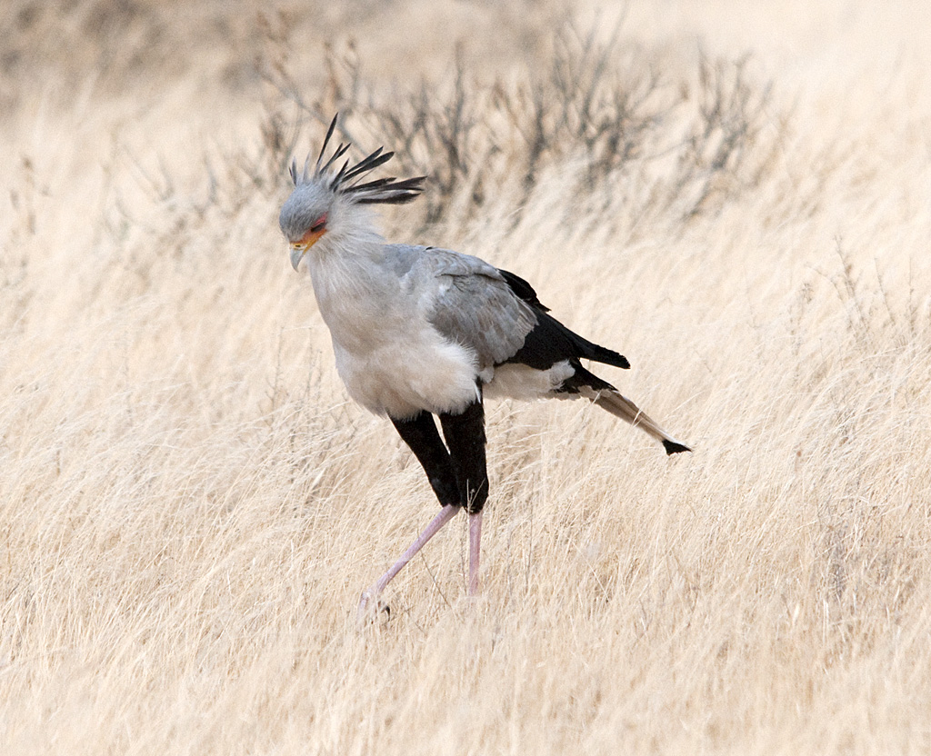 A secretary bird with a spiky crest walks through dry grass.