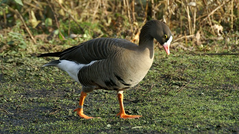 Lesser White-fronted Goose walking on damp, grassy terrain