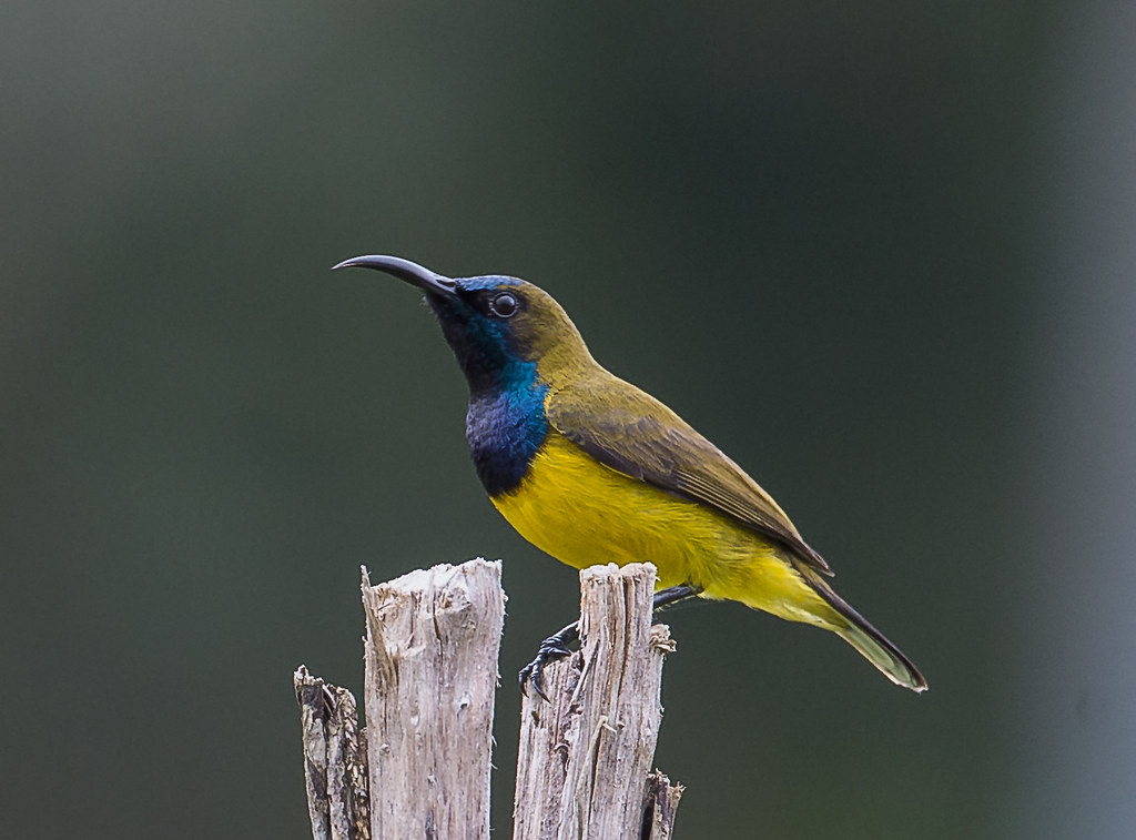An Olive-backed sunbird with olive and yellow feathers perches on a thin branch.