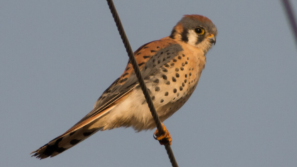 An American kestrel perches on a wire against a soft blue sky.