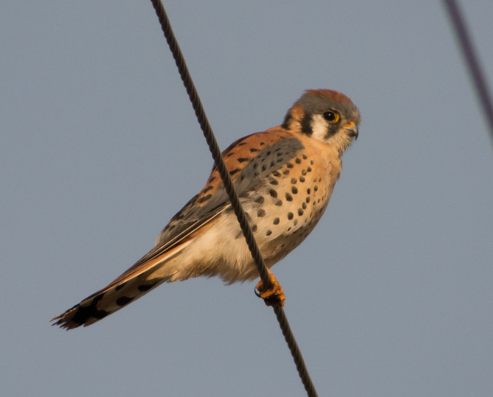 An American kestrel perches on a wire against a soft blue sky.