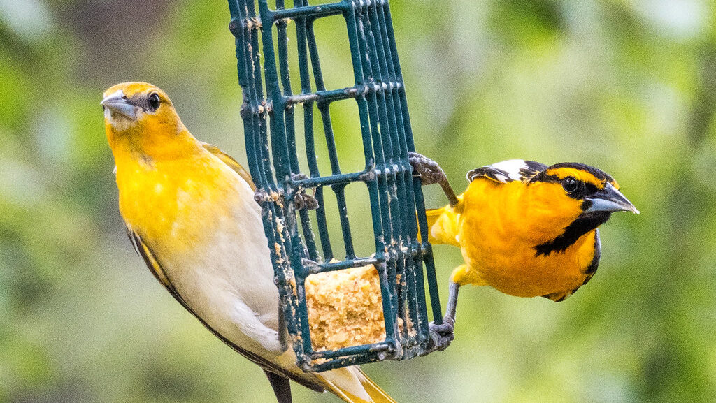 Bullock's Orioles perched on metal cage feeder filled with suet in a backyard garden