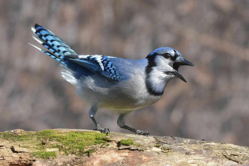 A blue jay with its beak open.