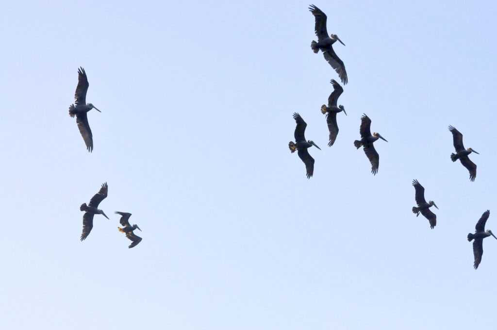 Birds of prey circle high above, their wings catching the light.