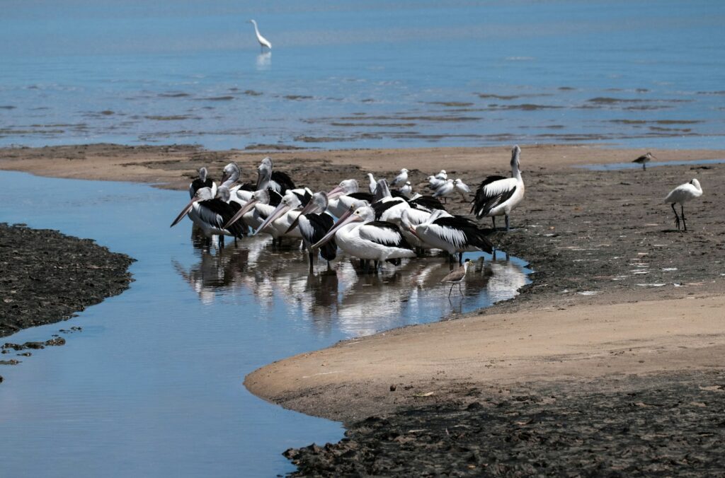 flock of white bird on shore
