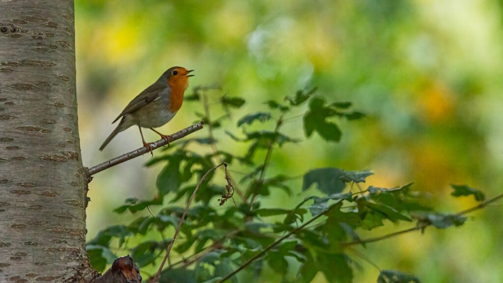 Robin perched at the edge of a broken branch singing its song