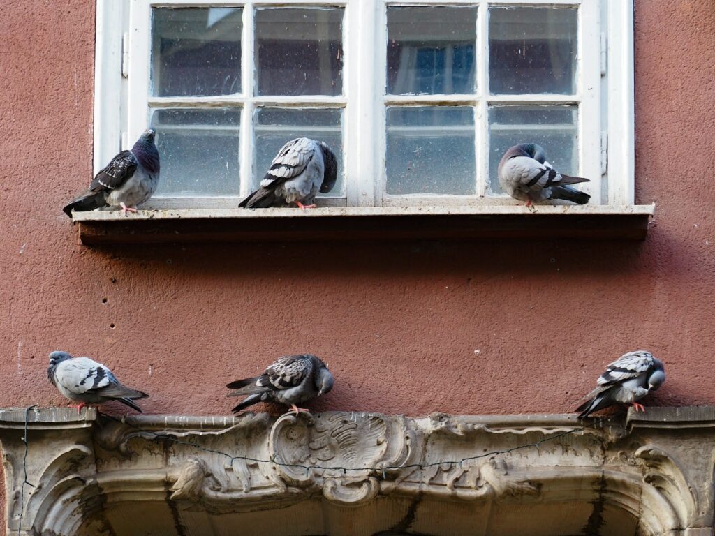 Several Rock Pigeons rest near a window.