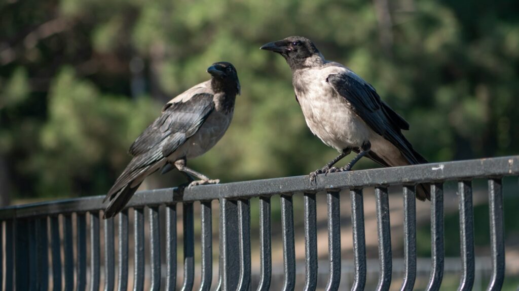 Two crows perched on a metal fence in the city