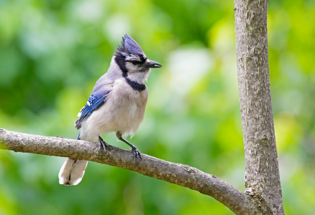 A blue jay with a raised crest perches on a bare branch.