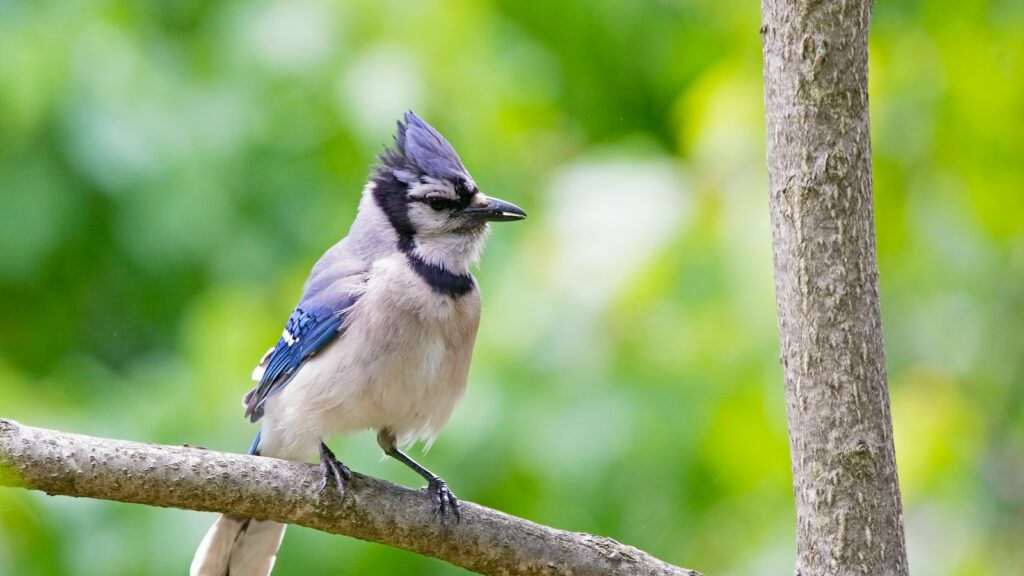 A blue jay with a raised crest perches on a bare branch.