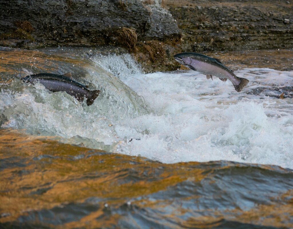 Two Sockeye salmon leap dynamically through a rushing river, battling the strong current.
