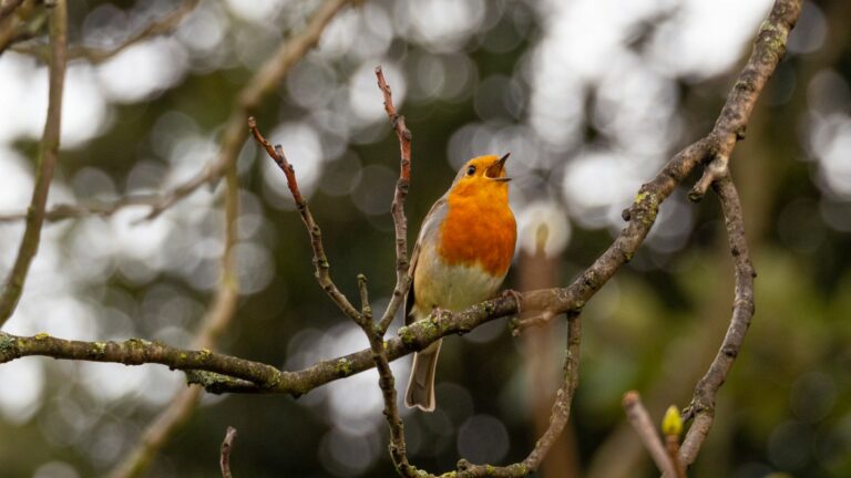 Robin perched on a branch singing its melodic tune