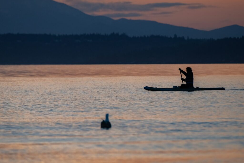 A person paddleboarding with a seagull swimming nearby.