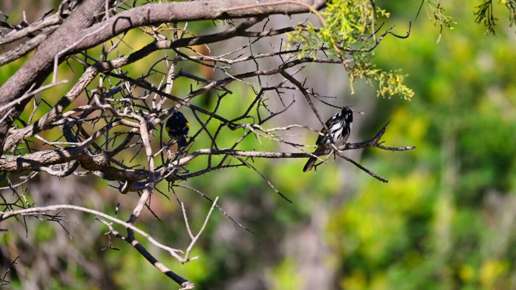 Two honeyeaters perched on a tree on a sunny day