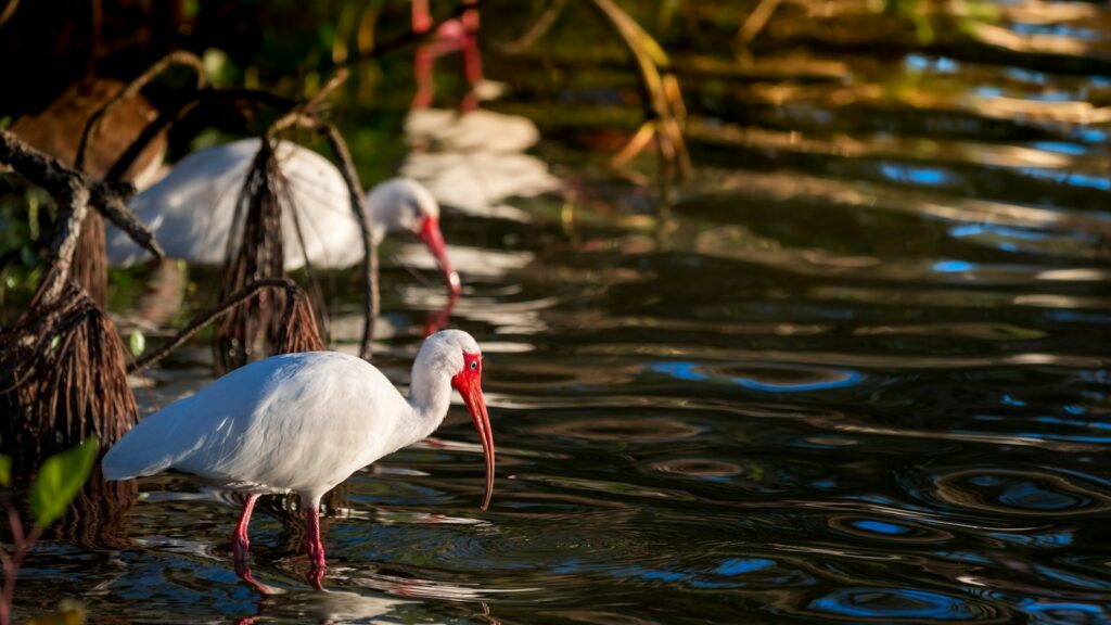 Ibis birds standing in shallow water in a wetland habitat