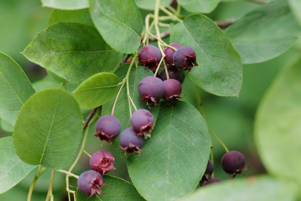 Fresh serviceberries in a close-up shot, surrounded by garden foliage