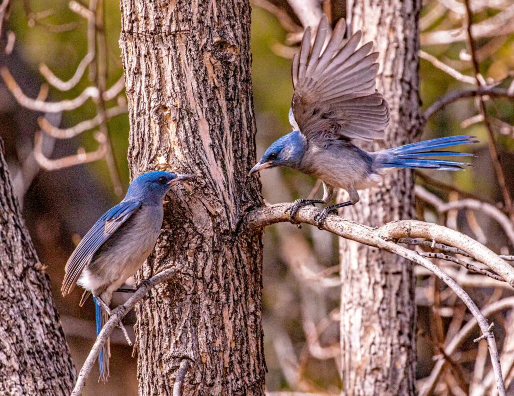 Two blue jays perch on a tree branch, one with its wings spread.