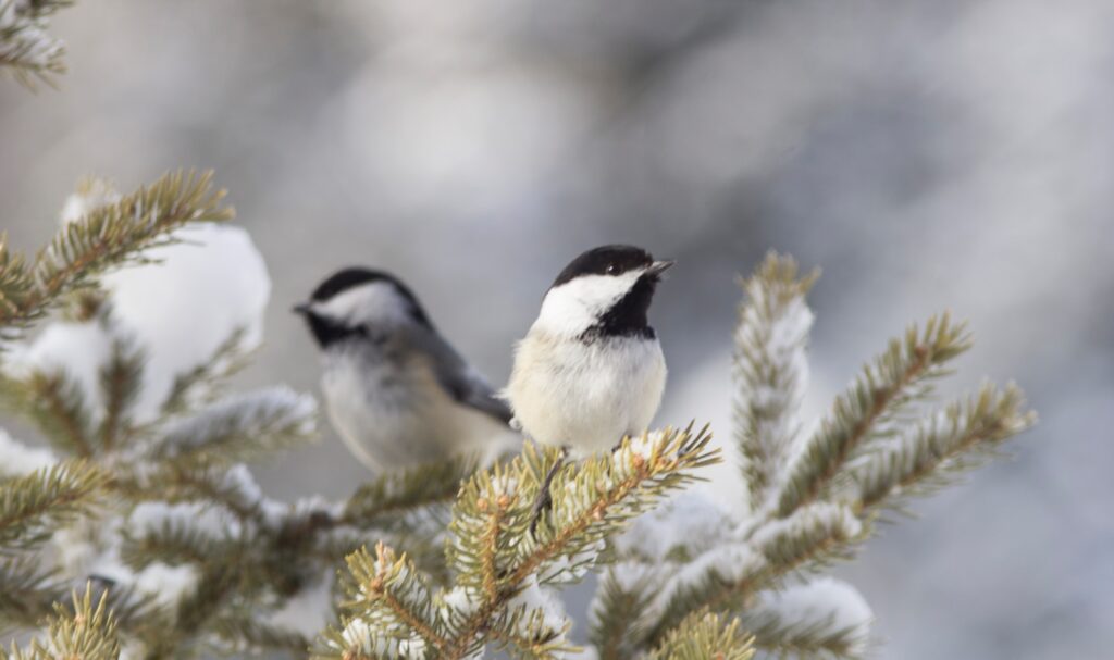Two Black-capped Chickadees perch on snow-covered evergreen branches.