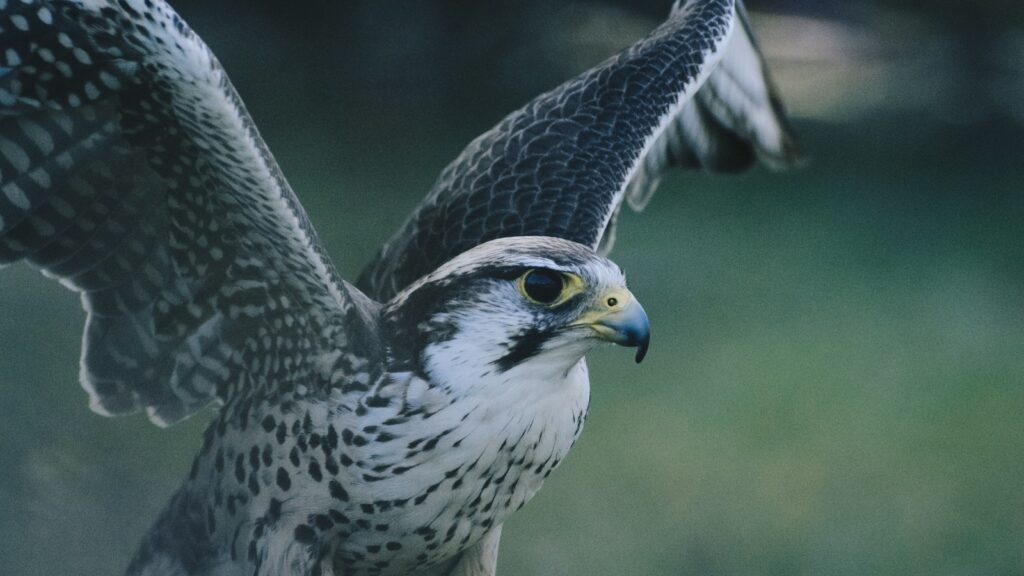 Falcon on the ground with wings spread, scanning surroundings before takeoff